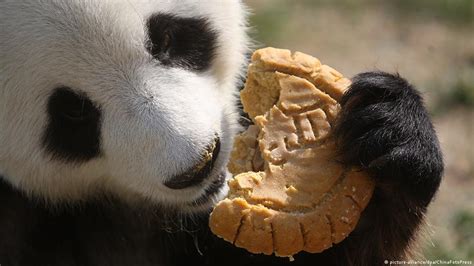 Food Pandas Eat - img-omnom