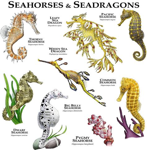 Seahorses And Seadragons Photograph by Roger Hall - Fine Art America