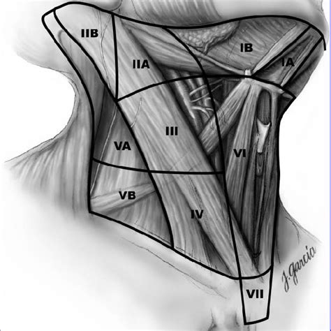 Detailed Anterior View Of The Central Neck Compartment Indicating