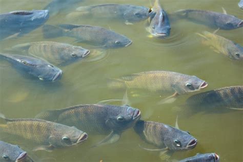 Qued Libre M Xico Del Virus De La Tilapia Del Lago Tierraf Rtil