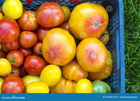 Colha Tomates Da Mistura De Variedades Diferentes E Tamanhos Imagem De