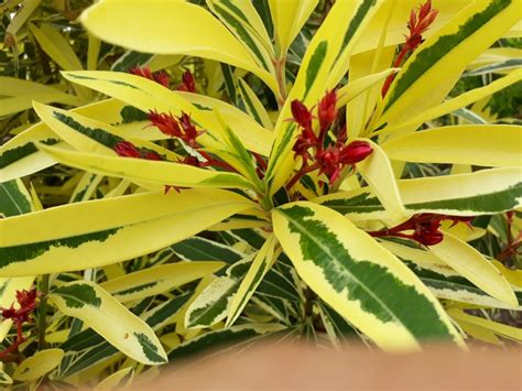 Nerium Splendens Variegatum Double Pink Oleander Variegated Leaf