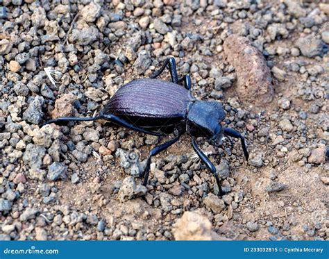 darkling beetle superworm  zophobas morio  big black bugs