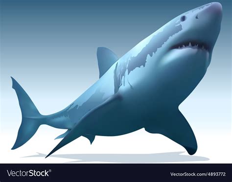 Great white shark Royalty Free Vector Image - VectorStock