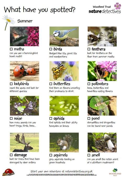 Play What Can You Spot In Summer Teaching Resources Gardening