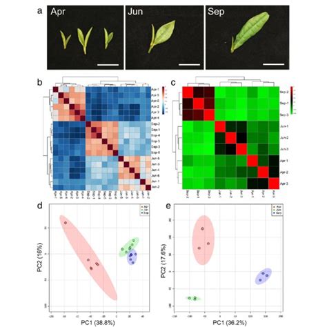 Phenotype Analysis And Systematic Analysis Of Transcriptome And