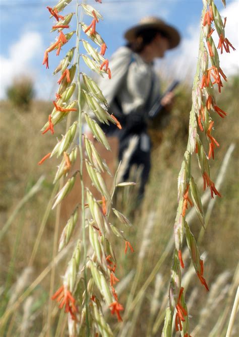 Sideoats Grama | Native American Seed