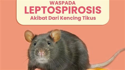 Mengenal Apa Itu Leptospirosis Penyakit Yang Harus Di Waspadai Ketika