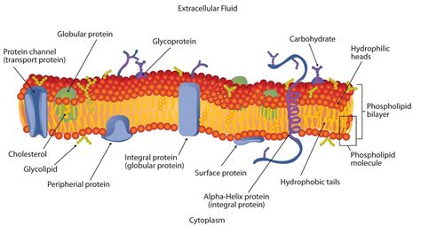 Lipid Bilayer Membranes Chemistry Libretexts