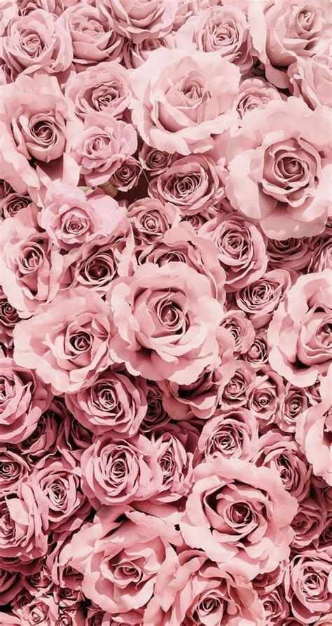 🔥 [50+] Pink Roses Phone Wallpapers | WallpaperSafari