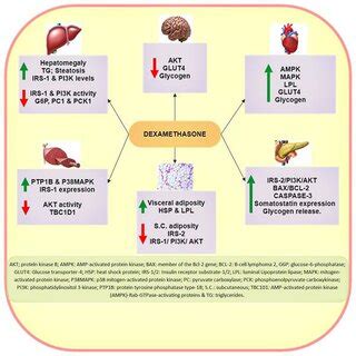 Summary Of Dexamethasone Metabolic Effects On Different Body Organs