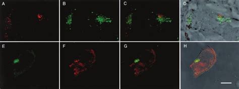 Colocalization Of Gfp Abca2 Panels Ad And Abca2 Panels Eh