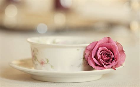 Rose With Tea Cup | Wallpup.com