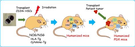 Schematic Illustration Of Humanized Pdx Model Generation First Cd34