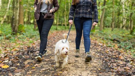 Walking at Newark Park │Glos | National Trust