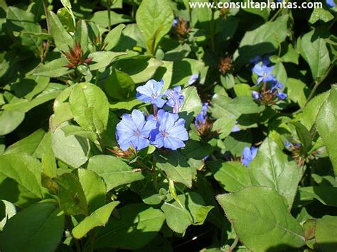 Ceratostigma plumbaginoides or Blue leadwood | Care and Growing