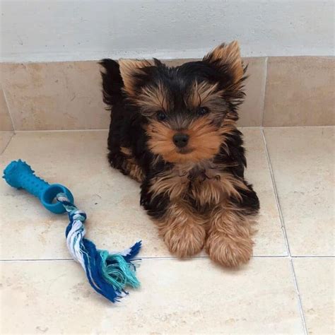 Derine Teacup Yorkie Breeders Teacup Yorkie Puppies For Sale