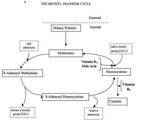 The Methyl Transfer Cycle - Ketopia