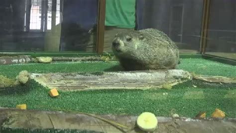 'Staten Island Chuck' Named #2 Groundhog to Watch for Groundhog Day