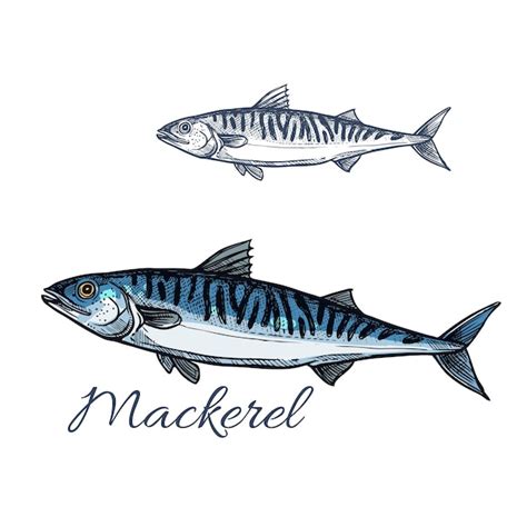 Premium Vector Mackerel Sea Fish Sketch For Seafood Design