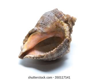 Scallops Shell See Pectinidae On White Stock Photo Shutterstock