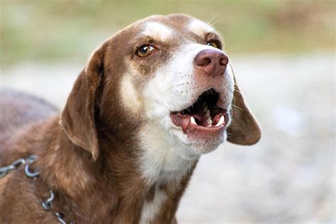 Qu Hacer Si Te Han Denunciado Porque Tu Perro Ladra Sin Parar Todo