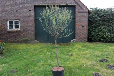 Syringa Bloomerang Dark Purple Zierstämmchen Lubera de