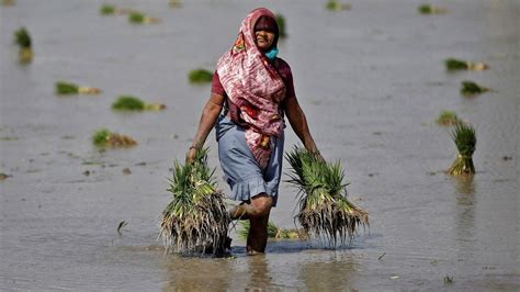 Robust rain increases rice production in India by 3.28%