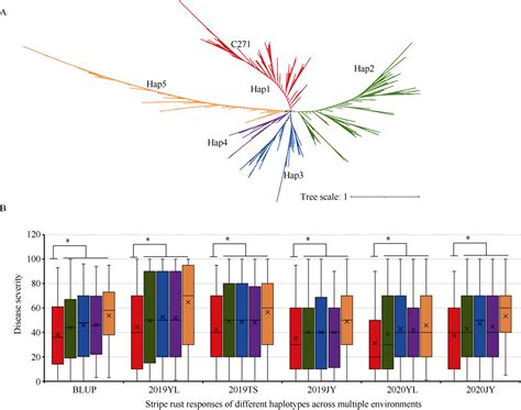 Rapid Identification Of Adult Plant Wheat Stripe Rust Resistance Gene