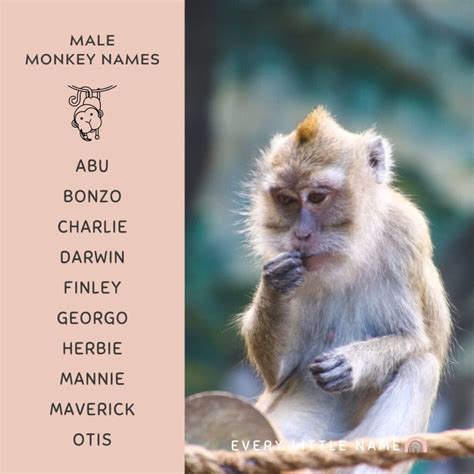 170+ Best Monkey Names (Cute, Funny, and Creative) - Every Little Name