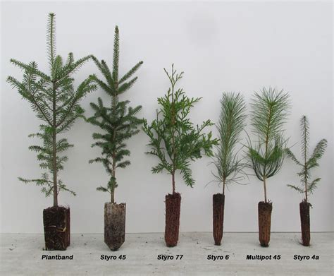 Tree seedlings availability conifers exotic conifers conifer plant ...