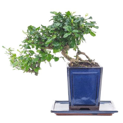 Carmona Retusa Bonsai Kaskada 35cm Sklep Z Roślinami Cocaflora