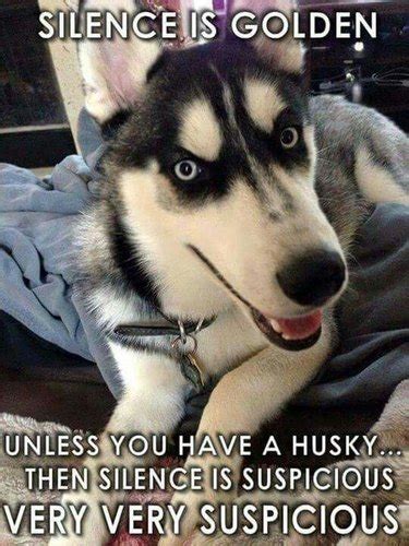 21 Funny Pun Husky Memes That Will Have You Howling