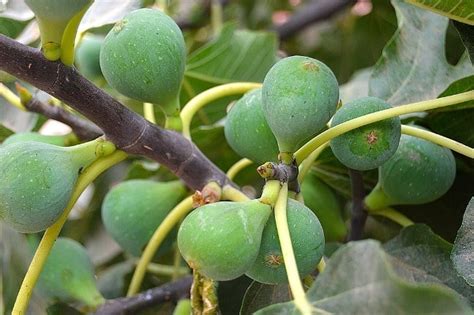 Fig Farming Anjeer Information Guide Agri Farming