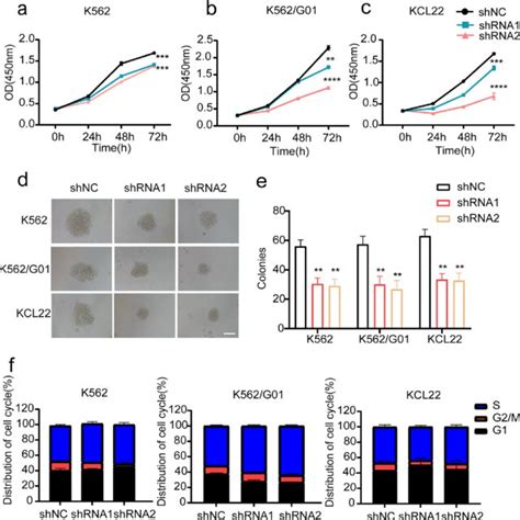 Wee Silencing Influences Cml Cell Proliferation And Induces Cell Cycle