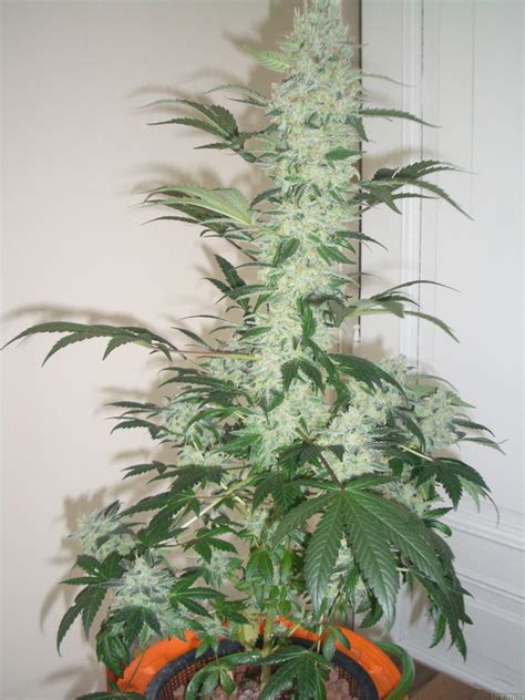 Opium (Paradise Seeds) :: Cannabis Strain Gallery