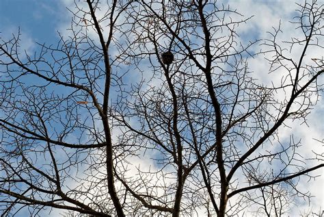 Tree veins Photograph by Ciobotaru Manuel - Fine Art America