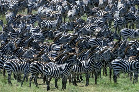 Kenya Masai Mara Game Reserve Large Herd Of Burchell S Zebra Equus