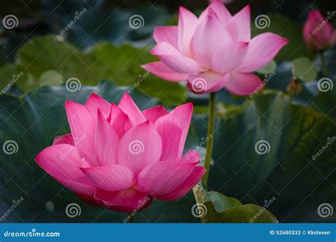 The Blossom Time-lapse of Lotus Flower Stock Image - Image of clean ...