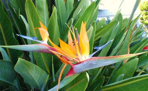 Bird of Paradise Flower Wallpaper - WallpaperSafari