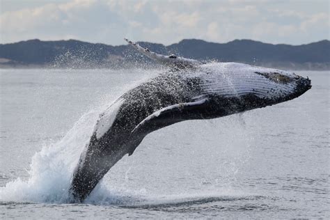 Humpback Whale Watching Tours Whale Watch Western Australia