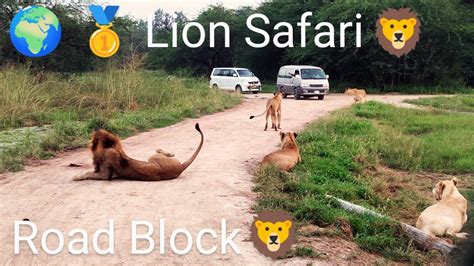 Worlds Best Lion Safari Lions Pride Lions In Pleasant Weather 🦁🎥 Lions Blocking The Road