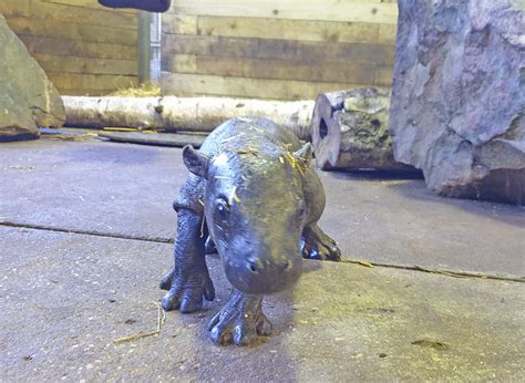 Endangered Pygmy Hippo Calf Born At UK Zoo | IFLScience
