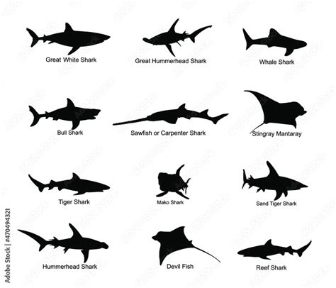 Collection Of Shark Set Vector Silhouette Illustration Isolated Great