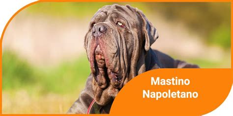 Mastino Napoletano Caratteristiche Indole E Cura