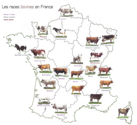 La viande bovine ses caractéristiques et ses découpes Cuisine Passion