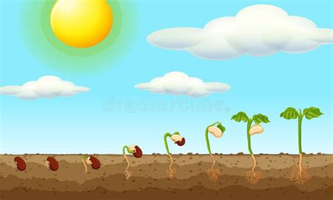 Growing Plant From Seed In The Ground Stock Vector Illustration Of