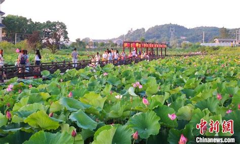 （乡村行 ·看振兴）“千年打卡地”湖南零陵乡村旅游激活农村经济旅游特色乡村新浪新闻