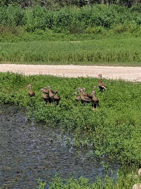 Black bellied Whistler ducks just hanging out knowing it's not time yet ...