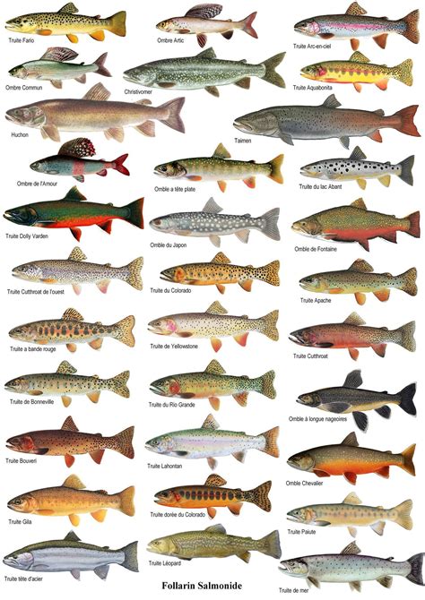 Types Of Salmon The Complete Guide Artofit